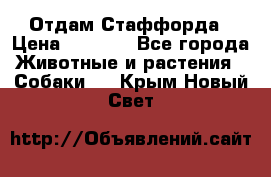 Отдам Стаффорда › Цена ­ 2 000 - Все города Животные и растения » Собаки   . Крым,Новый Свет